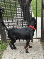 Raven , a female American Pit Bull Terrier and Labrador Retriever for sale in Chicago, IL – 3 of 9