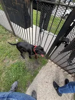 Raven , a female American Pit Bull Terrier and Labrador Retriever for sale in Chicago, IL – 9 of 9