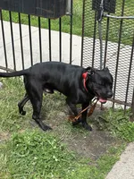 Raven , a female American Pit Bull Terrier and Labrador Retriever for sale in Chicago, IL – 7 of 9