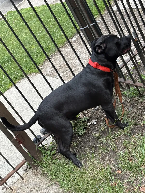 Raven  – American Pit Bull Terrier, Labrador Retriever puppy for sale in Chicago, IL