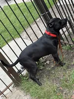 Raven , a female American Pit Bull Terrier and Labrador Retriever for sale in Chicago, IL – 1 of 9