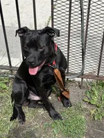Raven , a female American Pit Bull Terrier and Labrador Retriever for sale in Chicago, IL – 4 of 9