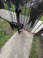 Raven , a female American Pit Bull Terrier and Labrador Retriever for sale in Chicago, IL – 8 of 9