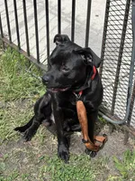 Raven , a female American Pit Bull Terrier and Labrador Retriever for sale in Chicago, IL – 6 of 9