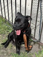 Raven , a female American Pit Bull Terrier and Labrador Retriever for sale in Chicago, IL – 2 of 9