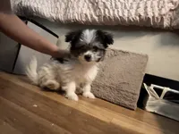 No name puppy, a female Yorkipoo for sale in Waterbury, CT – 2 of 2