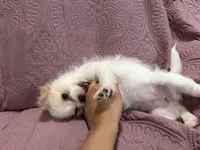 No name , a female Yorkipoo for sale in Waterbury, CT – Photo 8 of 8