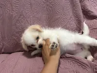 No name , a female Yorkipoo for sale in Waterbury, CT – Photo 5 of 8