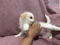 No name , a female Yorkipoo for sale in Waterbury, CT – Photo 7 of 8