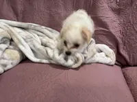 No name , a female Yorkipoo for sale in Waterbury, CT – Photo 4 of 8