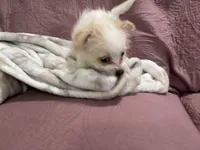 No name , a female Yorkipoo for sale in Waterbury, CT – Photo 2 of 8