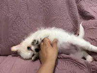 No name , a female Yorkipoo for sale in Waterbury, CT – Photo 6 of 8