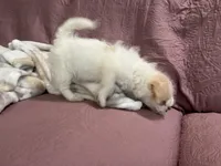 No name , a female Yorkipoo for sale in Waterbury, CT – Photo 3 of 8