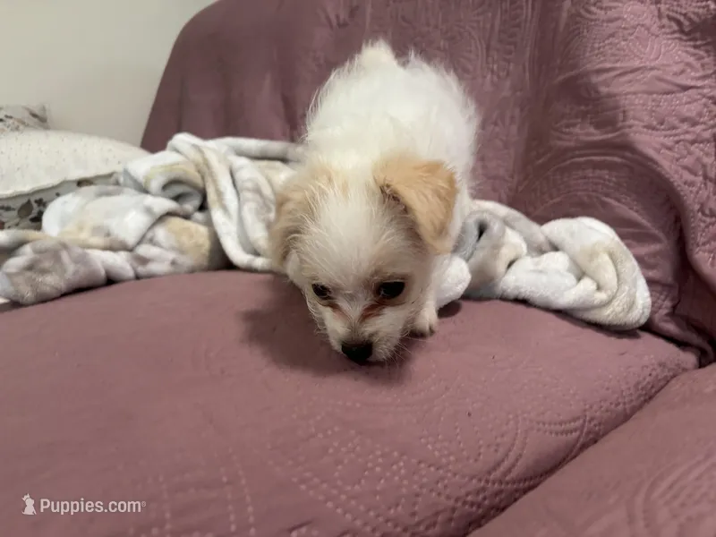 No name  – Yorkipoo puppy for sale in Waterbury, CT