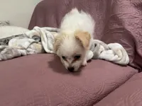 No name , a female Yorkipoo for sale in Waterbury, CT – Photo 1 of 8