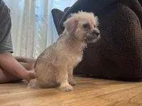 No name , a female Yorkipoo for sale in Waterbury, CT – Photo 5 of 6