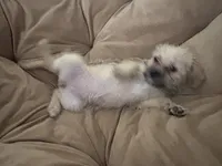 No name , a female Yorkipoo for sale in Waterbury, CT – Photo 6 of 6