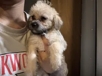 No name , a female Yorkipoo for sale in Waterbury, CT – Photo 2 of 6