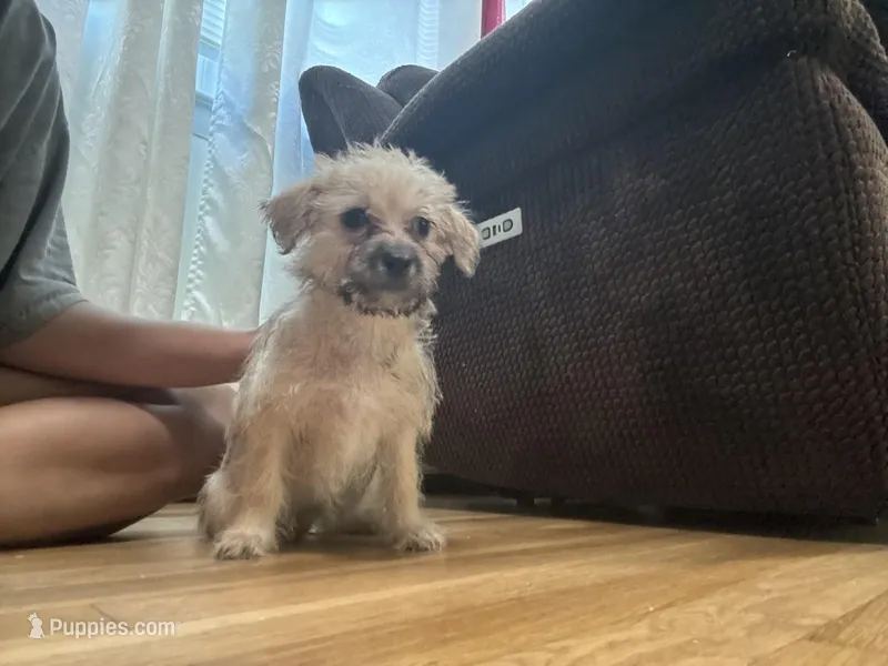 No name  – Yorkipoo puppy for sale in Waterbury, CT