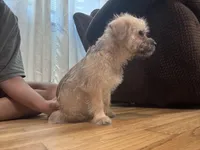 No name , a female Yorkipoo for sale in Waterbury, CT – Photo 4 of 6