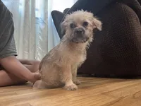 No name , a female Yorkipoo for sale in Waterbury, CT – Photo 3 of 6