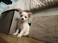 No name puppy, a female Yorkipoo for sale in Waterbury, CT – 4 of 5