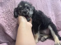 No name , a female Yorkipoo for sale in Waterbury, CT – Photo 5 of 5