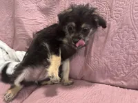 No name , a female Yorkipoo for sale in Waterbury, CT – Photo 3 of 5