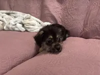 No name , a female Yorkipoo for sale in Waterbury, CT – Photo 2 of 5