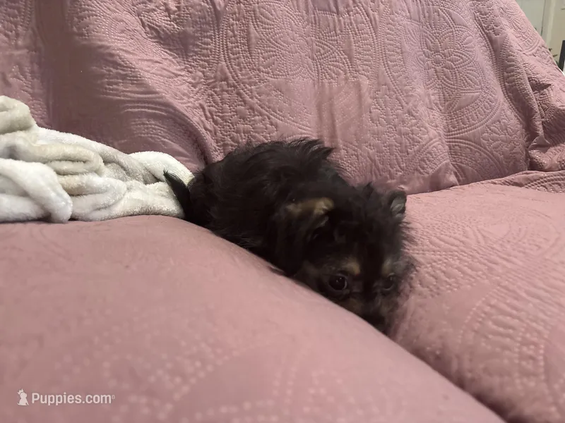 No name  – Yorkipoo puppy for sale in Waterbury, CT
