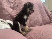 No name , a female Yorkipoo for sale in Waterbury, CT – Photo 4 of 5