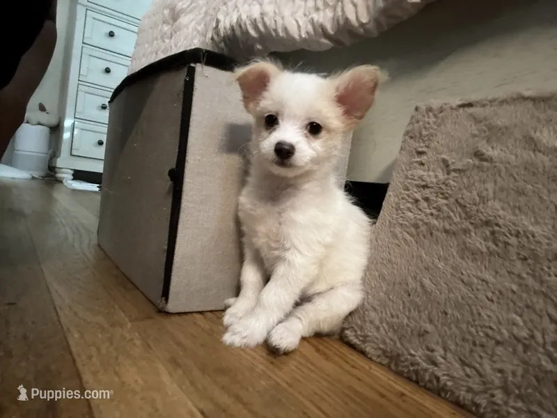 No name puppy – Yorkipoo puppy for sale in Waterbury, CT
