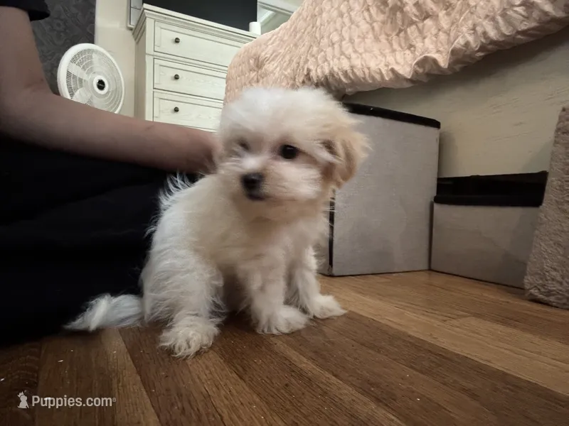 No name puppy – Yorkipoo puppy for sale in Waterbury, CT