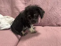 No name , a male Yorkipoo for sale in Waterbury, CT – Photo 2 of 5