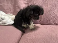 No name , a male Yorkipoo for sale in Waterbury, CT – Photo 3 of 5