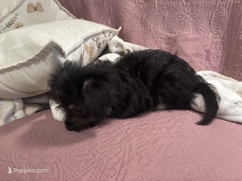 No name  – Yorkipoo puppy for sale in Waterbury, CT