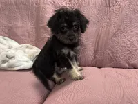 No name , a male Yorkipoo for sale in Waterbury, CT – Photo 5 of 5