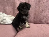 No name , a male Yorkipoo for sale in Waterbury, CT – Photo 4 of 5