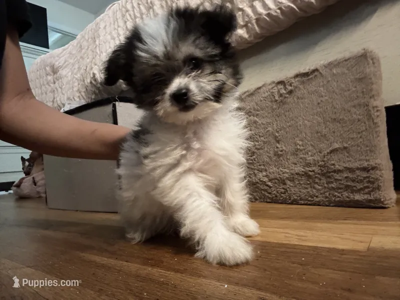 No name puppy – Yorkipoo puppy for sale in Waterbury, CT