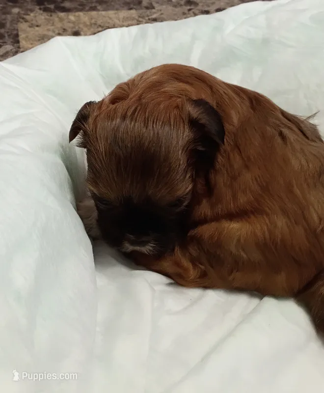 Spencer  – Shih Tzu puppy for sale in Wichita Falls, TX