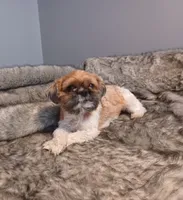 Noah, a male Shih Tzu for sale in Wichita Falls, TX – 3 of 3