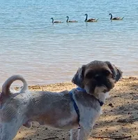 Noah, a male Shih Tzu for sale in Wichita Falls, TX – 2 of 3