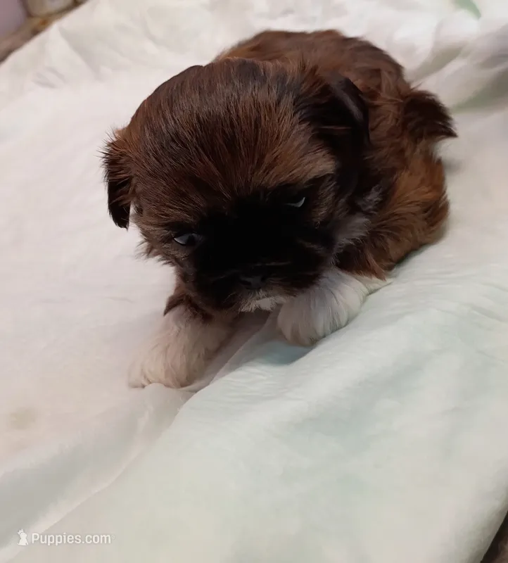 Sofía  – Shih Tzu puppy for sale in Wichita Falls, TX