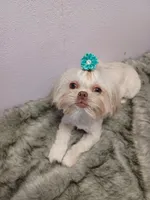 Gracie , a female Shih Tzu for sale in Wichita Falls, TX – 1 of 2