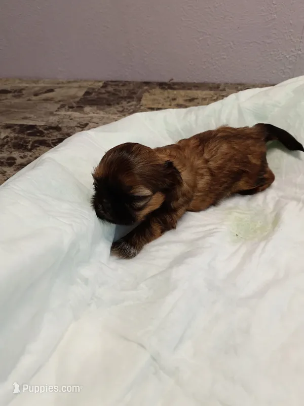 Alex – Shih Tzu puppy for sale in Wichita Falls, TX