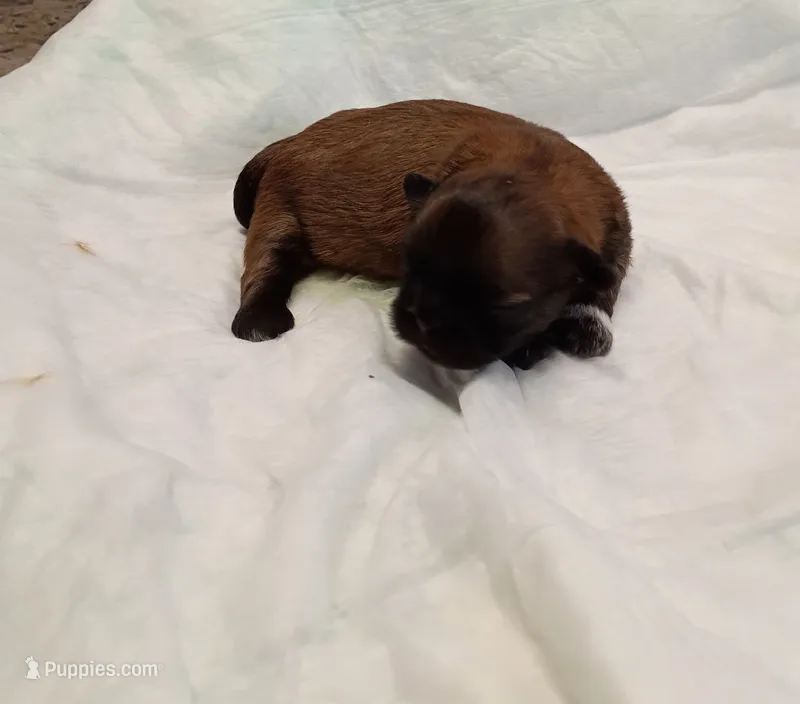 Max – Shih Tzu puppy for sale in Wichita Falls, TX