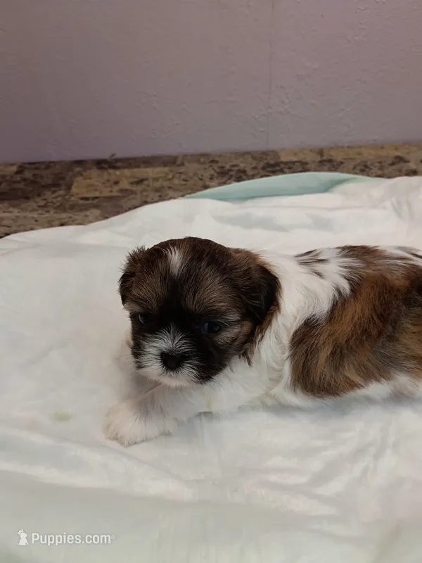 Jax – Shih Tzu puppy for sale in Wichita Falls, TX