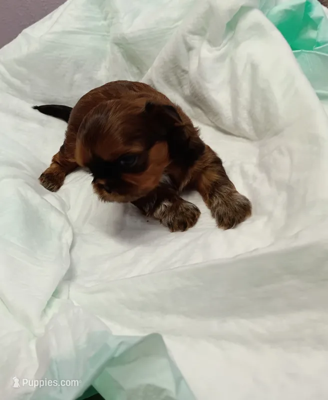 June – Shih Tzu puppy for sale in Wichita Falls, TX