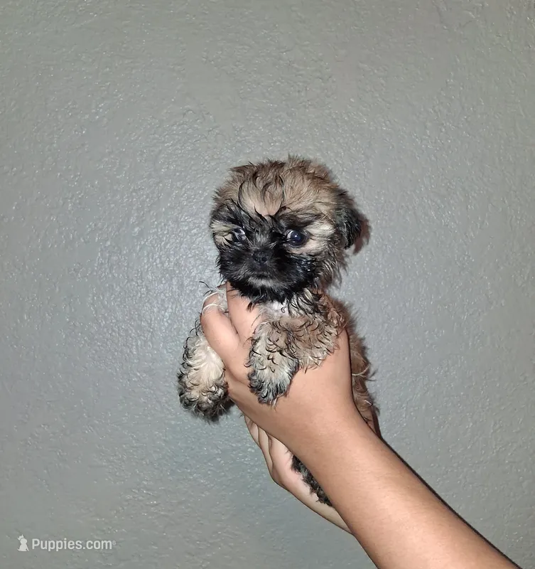 Bear – Shih Tzu puppy for sale in Wichita Falls, TX