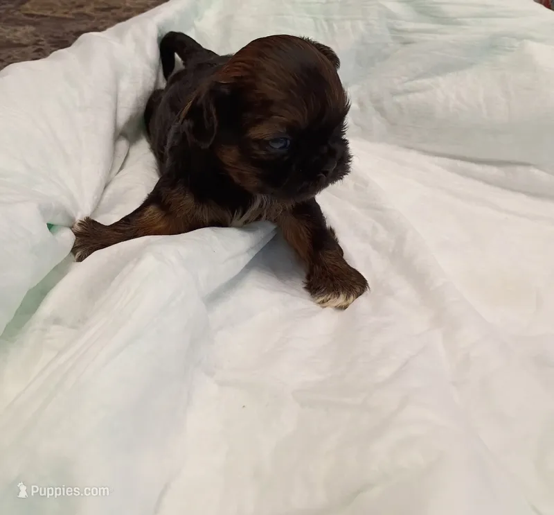Chip – Shih Tzu puppy for sale in Wichita Falls, TX
